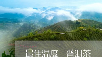 最佳温度 普洱茶/2023041073737